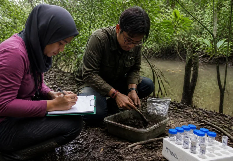 Two field researchers recording soil sampling measurements at a mangrove stream edge.